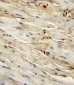 CD105 Antibody (Center E395)